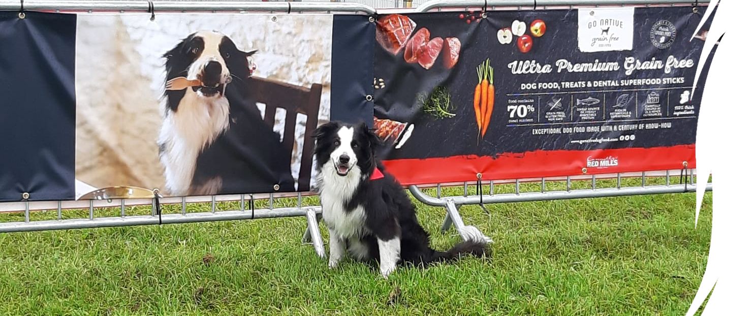 Border collie sitting on grass beside a RED MILLS Ultra Premium Grain Free banner