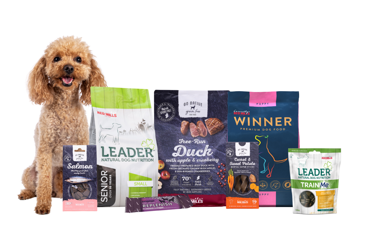 Golden Retriever sitting beside a line-up of Connolly’s RED MILLS dog food packs