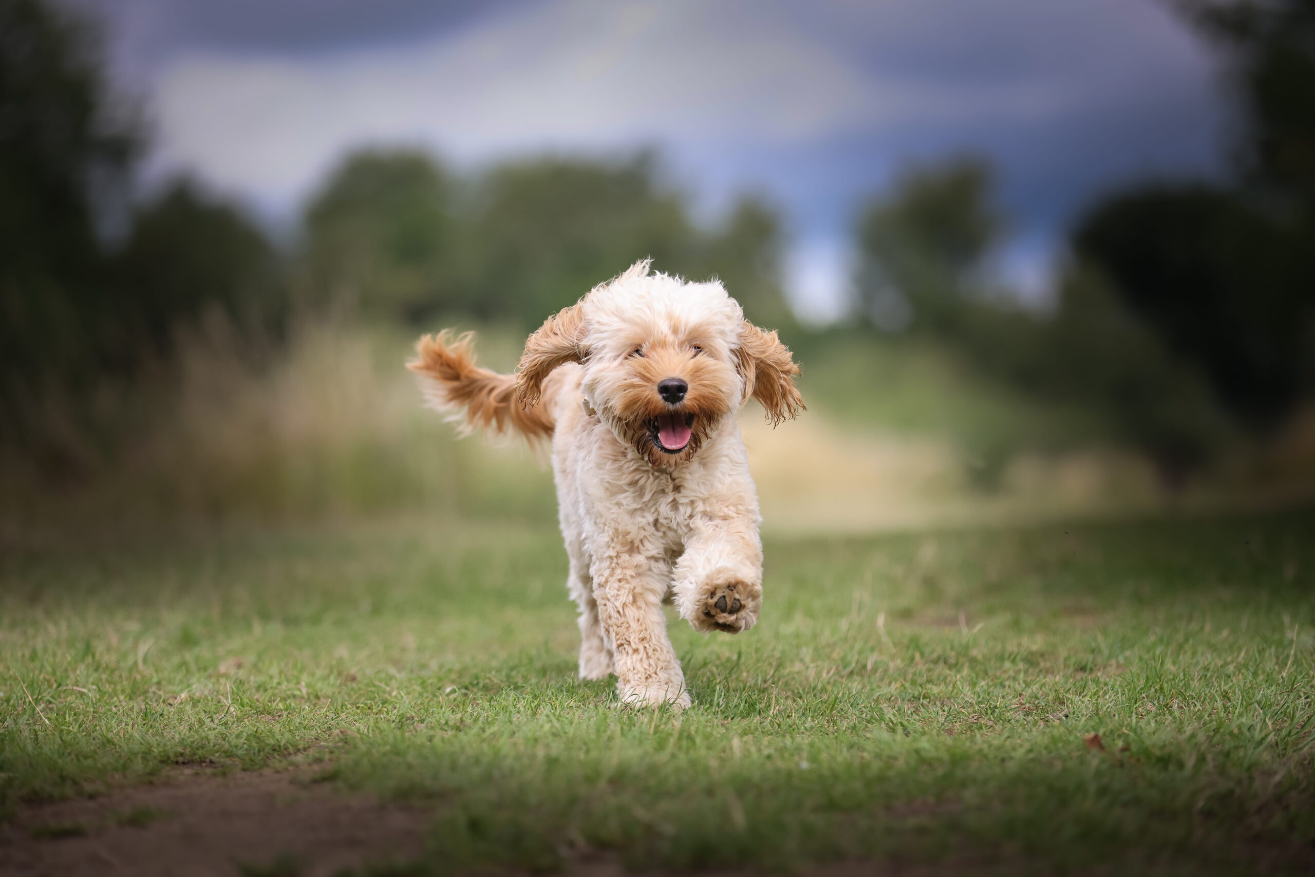 Fluffy cream dog running across a grassy field
