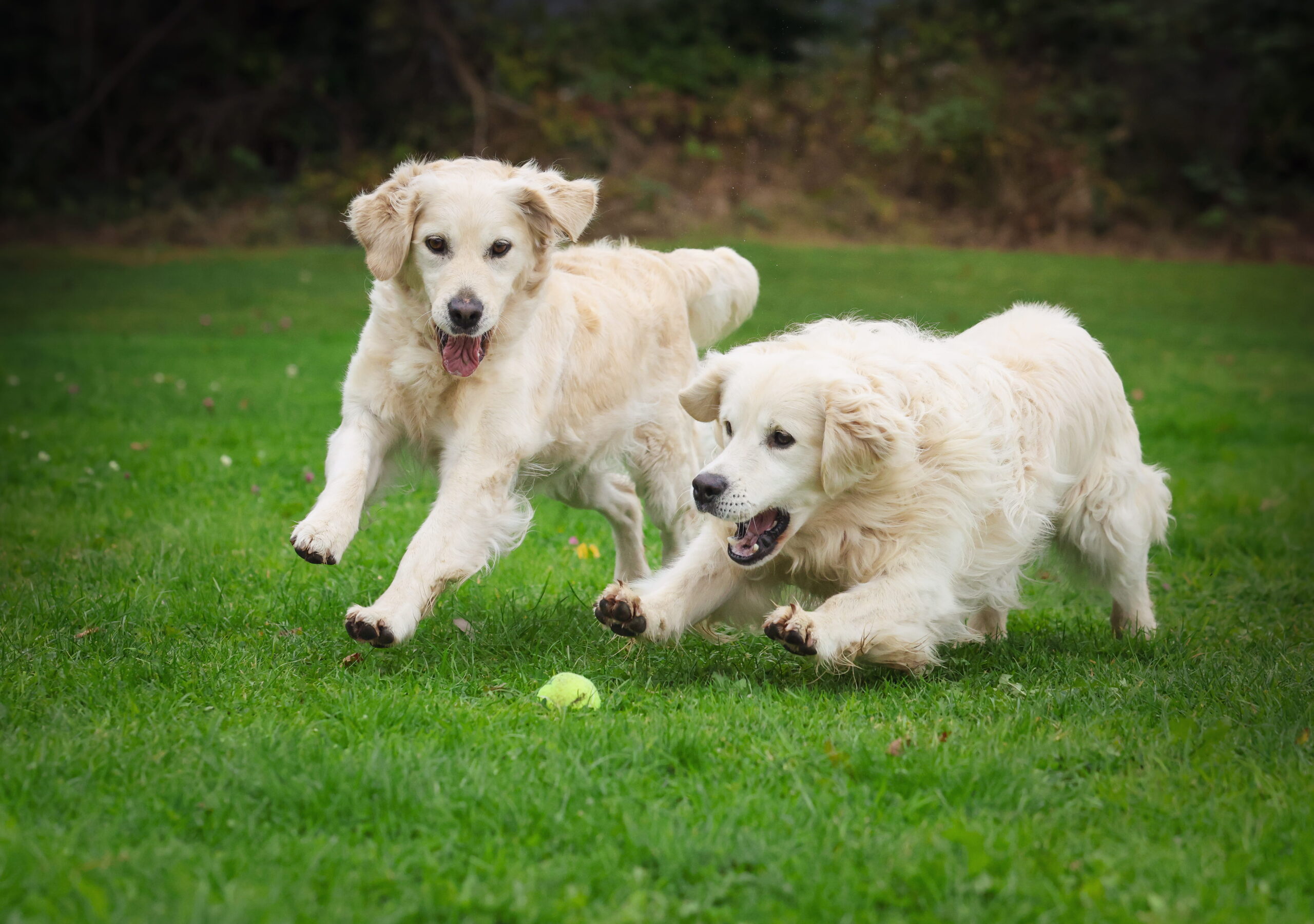 Two golden retrievers playing on grass