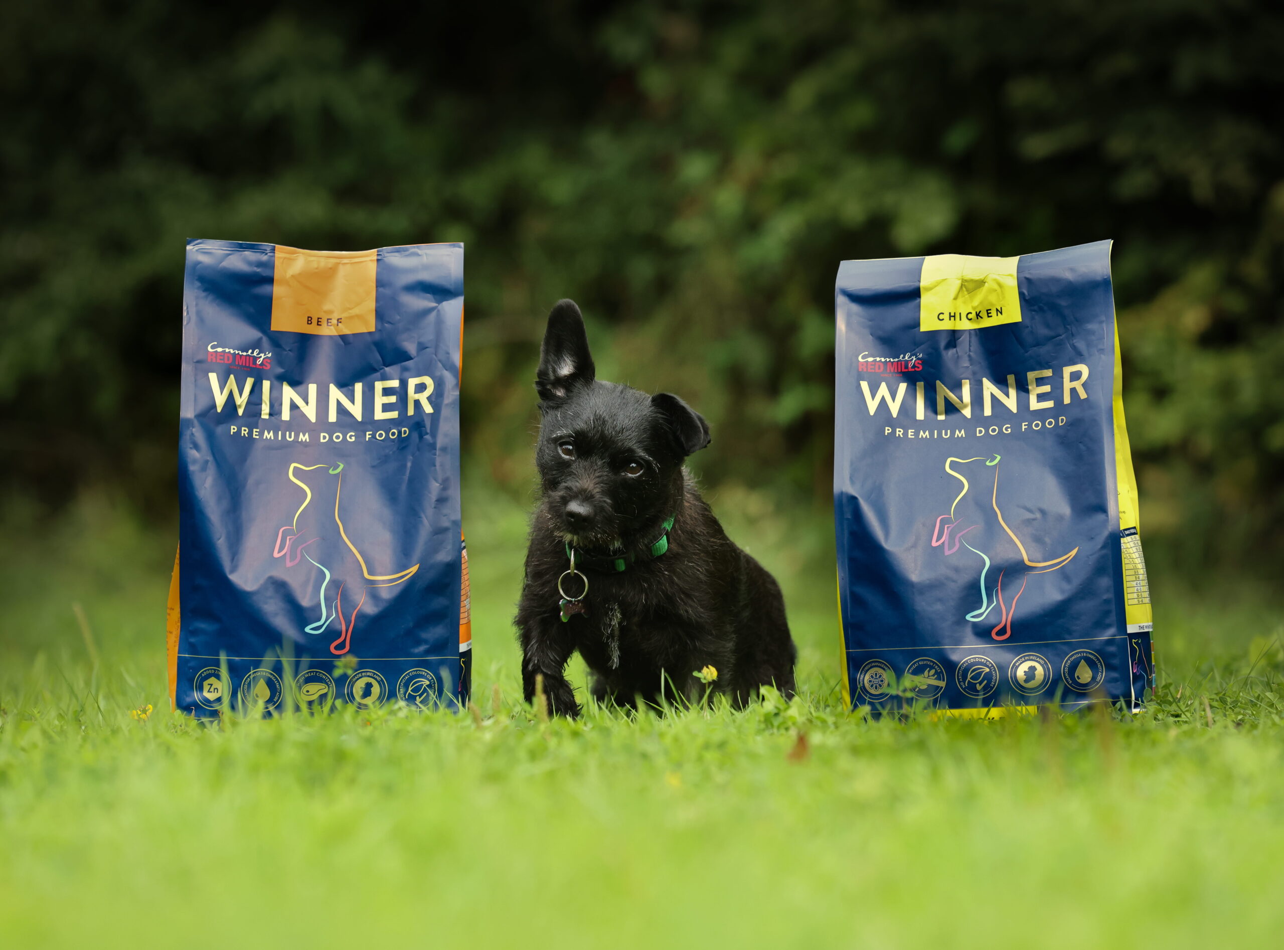 Small black dog sitting between two Winner dog food bags on grass