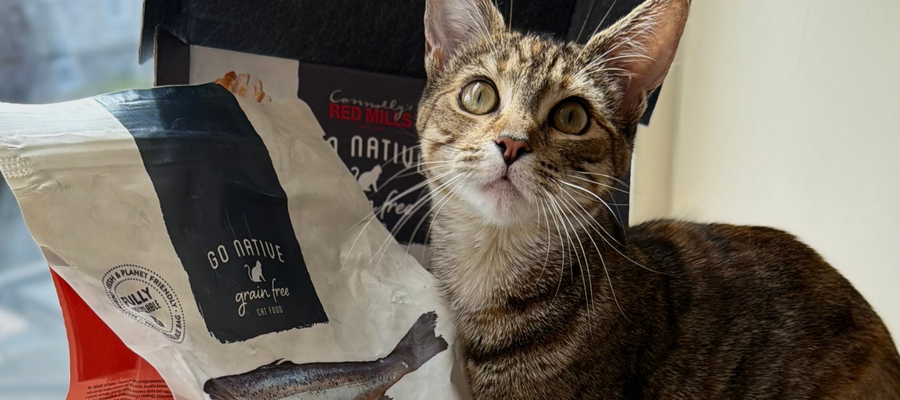 Tabby cat beside a bag of Go Native cat food