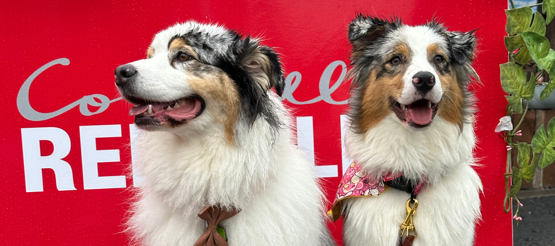 Two Australian shepherds in front of a red Connolly's RED MILLS backdrop